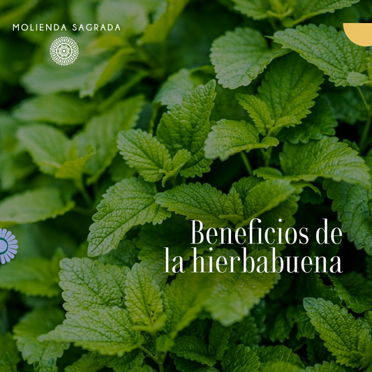 Beneficios de la hierbabuena
