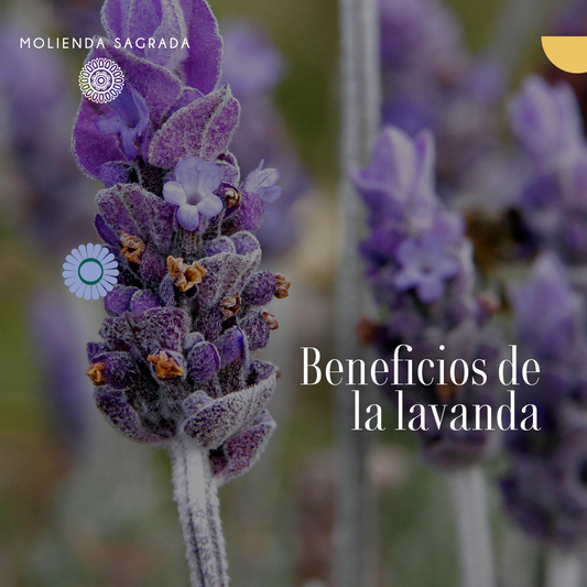 Beneficios de la lavanda