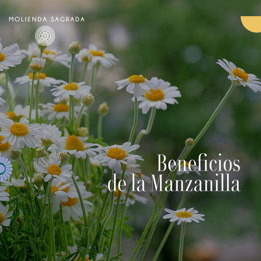 Beneficios de la Manzanilla