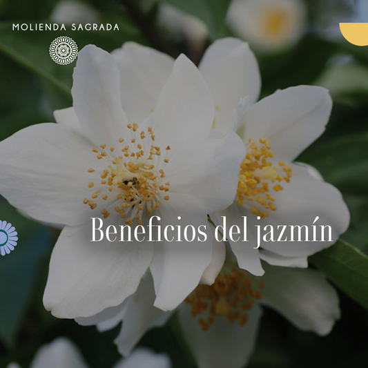 Beneficios del Jazmín