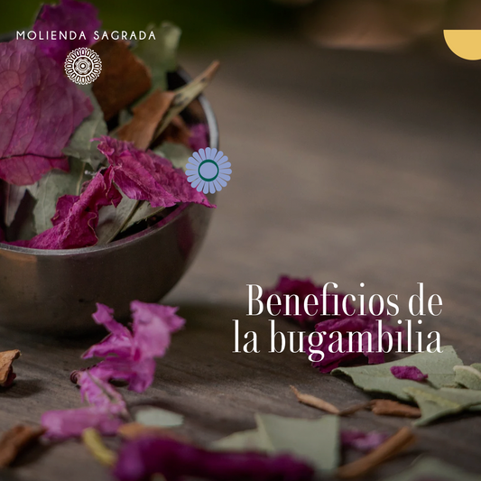 Beneficios de la Bugambilia 🌺