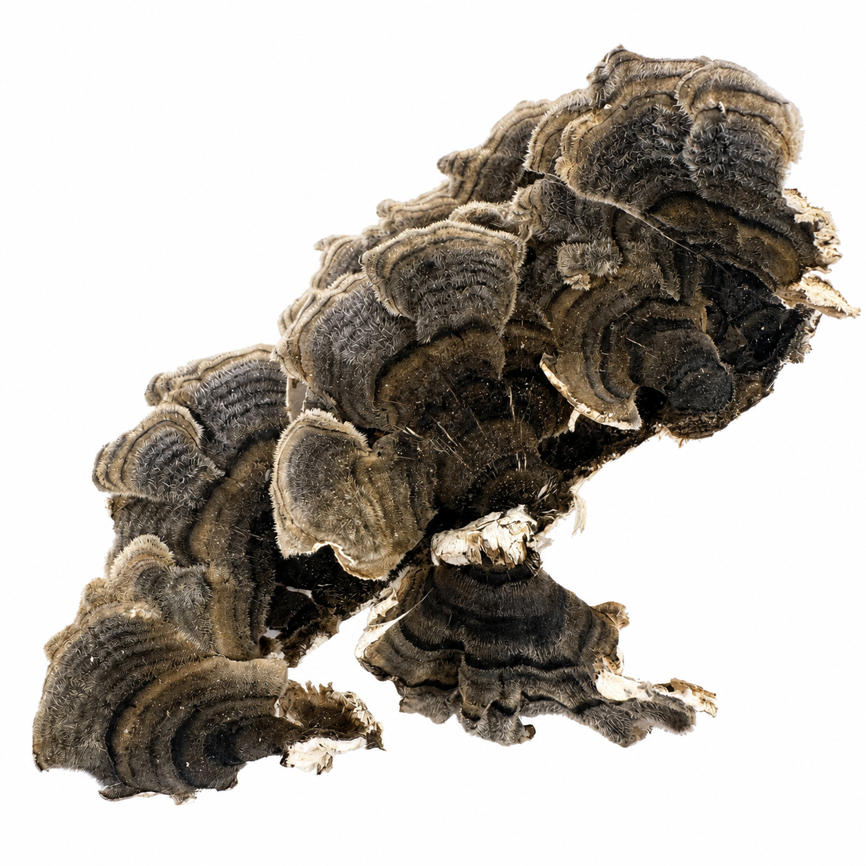 Coriolus Versicolor