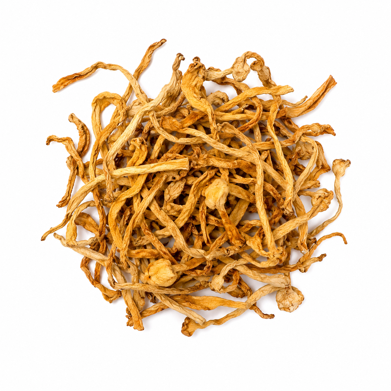 Cordyceps Militaris