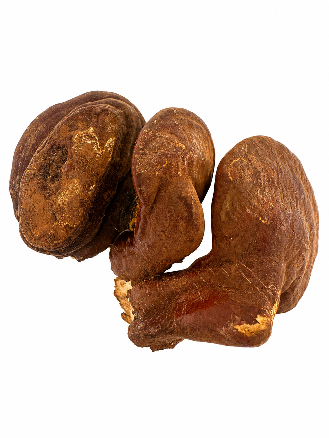 Ganoderma Reishi