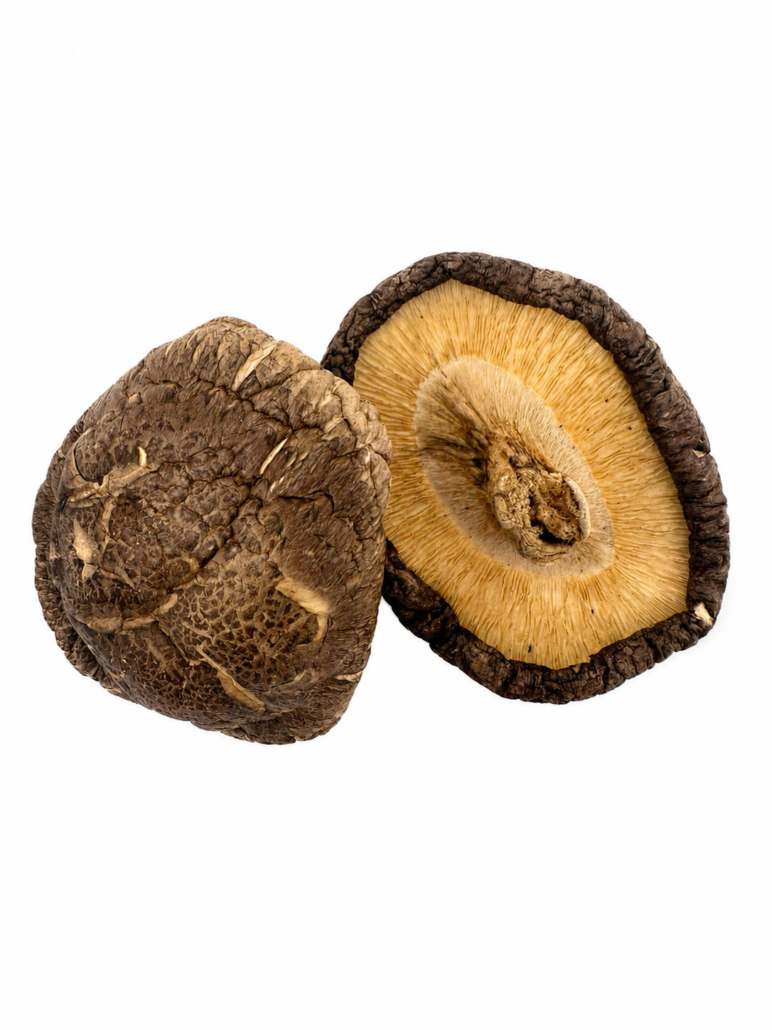Lentinus Shiitake